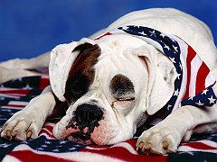 American Bandit, Boxer Mix